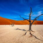 deserto